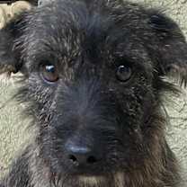 Thumbnail photo of Chiquilin - little shorty boy: #1