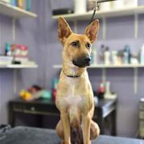 Thumbnail photo of Honey #4