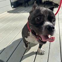 Thumbnail photo of Spanky #1