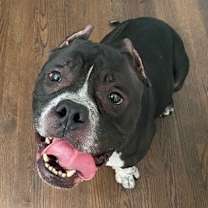 Thumbnail photo of Spanky #3