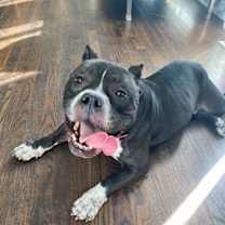 Thumbnail photo of Spanky #4