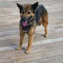 Thumbnail photo of Renn #2