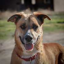 Thumbnail photo of Teto #2