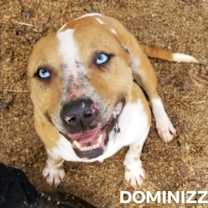 Thumbnail photo of Dominizzle #1