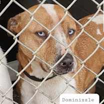 Thumbnail photo of Dominizzle #2