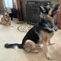 Thumbnail photo of Bear #1