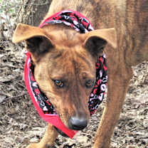 Thumbnail photo of Tigger #1