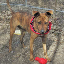 Thumbnail photo of Tigger #2