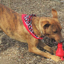 Thumbnail photo of Tigger #3