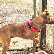 Thumbnail photo of Tigger #4