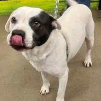 Thumbnail photo of Petey #2