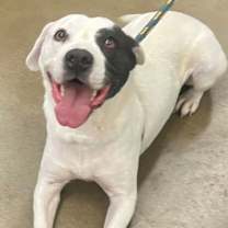 Thumbnail photo of Petey #3