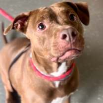 Thumbnail photo of Rosie #1