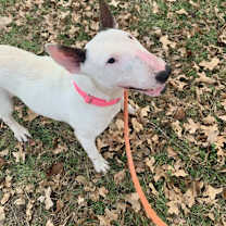 Thumbnail photo of Brissa #2