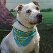 Thumbnail photo of Sinatra #1