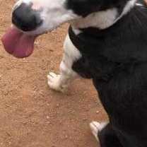 Thumbnail photo of Chevy #1