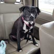 Thumbnail photo of Little Maddie #1