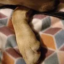 Thumbnail photo of Rose - RICHMOND, IN #1