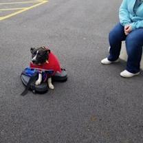 Thumbnail photo of Mouse #3