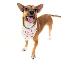 Thumbnail photo of GUINNESS #2