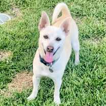 Thumbnail photo of Toby #1