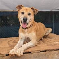 Thumbnail photo of Rico #1