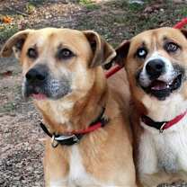 Thumbnail photo of Rico #4