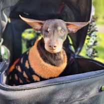 Thumbnail photo of Pebblez â Sweet Little Princess #4