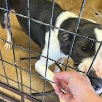 Thumbnail photo of Nemo #1