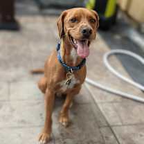 Thumbnail photo of Obi #1