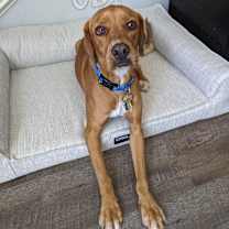 Thumbnail photo of Obi #3