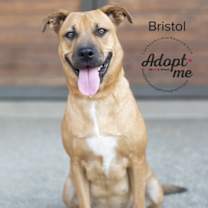 Thumbnail photo of Bristol #1