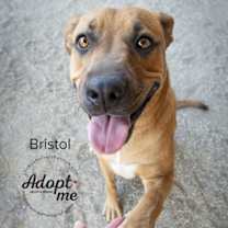 Thumbnail photo of Bristol #4