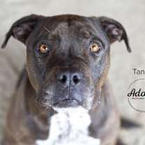 Thumbnail photo of Tango #1