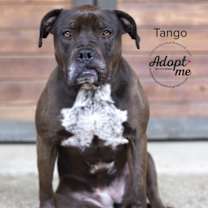 Thumbnail photo of Tango #2