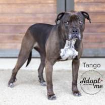 Thumbnail photo of Tango #3