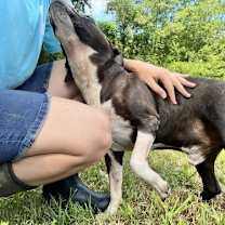 Thumbnail photo of Oreo #2