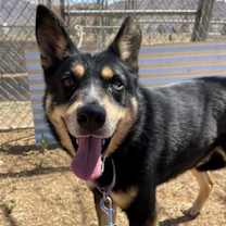 Thumbnail photo of Hunter #1