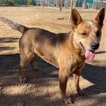 Thumbnail photo of Sam - ADOPTED 7/25 #4