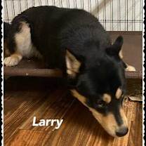 Thumbnail photo of Larry #1