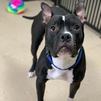 Thumbnail photo of FRANKIE #3