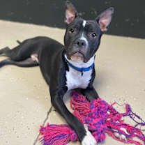 Thumbnail photo of FRANKIE #1