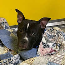Thumbnail photo of FRANKIE #2