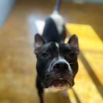 Thumbnail photo of FRANKIE #4