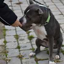 Thumbnail photo of Meera #4