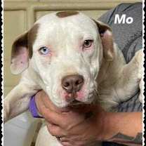 Thumbnail photo of Mo #1