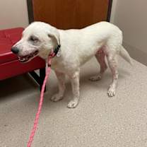 Thumbnail photo of Bennie #4