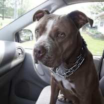 Thumbnail photo of Roxie #1