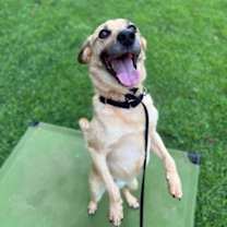 Thumbnail photo of Pumba #1