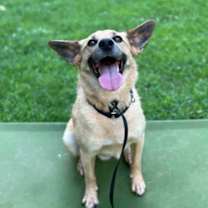 Thumbnail photo of Pumba #3